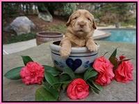 Dreamer Cash pups 3 wks old 41