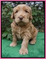 Dreamer Cash pups 4 wks old 51