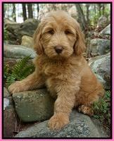 Dreamer Cash pups 6 weeks old 1200