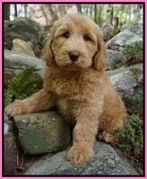 Dreamer Cash pups 6 weeks old 2200