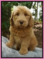 Dreamer Cash pups 6 weeks old 3200