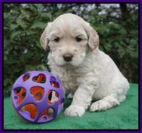 Dreamer Cash pups 4 wks old 81