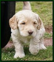 Dreamer Cash Pups 5 wks old 121