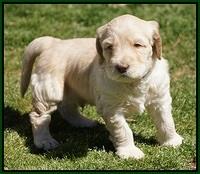 Dreamer Cash Pups 5 wks old 131