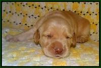 Dreamer Cash pups 2 wks old 81