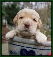 Dreamer Cash pups 3 wks old 131
