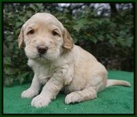 Dreamer Cash pups 4 wks old 111