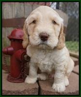 Dreamer Cash pups 6 weeks old 101