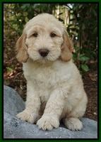 Dreamer cash pups 8 wks old 6100