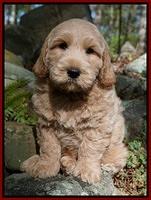 Lee family: Zachariah Lee "ZAC"