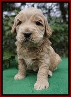 Dreamer Cash pups 4 wks old 171