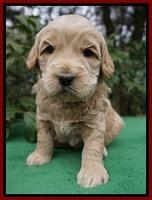 Dreamer Cash pups 4 wks old 181