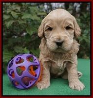 Dreamer Cash pups 4 wks old 191