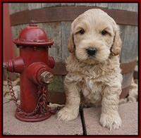 Dreamer Cash pups 6 weeks old 171