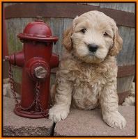 Dreamer Cash pups 6 weeks old 191