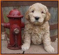 Dreamer Cash pups 6 weeks old 201
