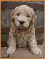Dreamer Cash pups 6 weeks old 211