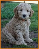 Dreamer Cash pups 7 weeks old 281