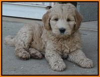 Dreamer Cash pups 7 weeks old 301