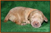 Dreamer cash pups 1 wk old 131