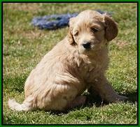 Dreamer Cash Pups 5 wks old 301