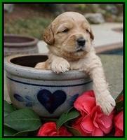 Dreamer Cash pups 3 wks old 281