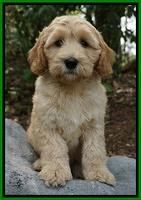 Dreamer Cash pups 6 weeks old 9200