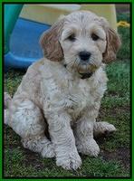 Dreamer Cash pups 7 weeks old 341