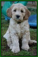 Dreamer Cash pups 7 weeks old 351
