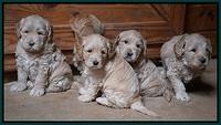 Dreamer Cash Pups 5 wks old 401