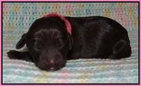 Fanny Deacon newborn 11