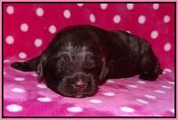 Fanny Deacon pups 2 wks old 31