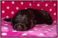 Fanny Deacon pups 2 wks old 41