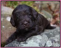 Fanny Deacon pups 3 wks old 31