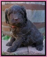 Fanny Deacon pups 5 wks old 31