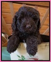 Fanny Deacon pups 6 wks old 21