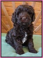 Fanny Deacon pups 6 wks old 41