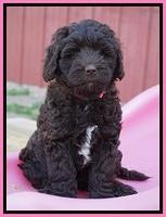 Fanny Deacon pups 7 wks old 21