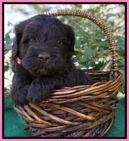 fanny Deacon pups 4 wks old 11