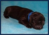 Fanny Deacon pups 1 week old 81