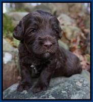 Fanny Deacon pups 3 wks old 41
