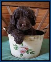 Fanny Deacon pups 6 wks old 61