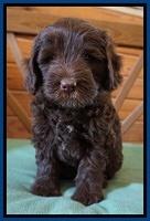 Fanny Deacon pups 6 wks old 71