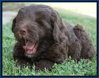 Fanny Deacon pups 7 wks old 101