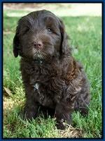 Fanny Deacon pups 7 wks old 61