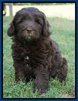 Fanny Deacon pups 7 wks old 91