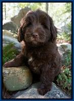 Fanny Deacon pups 8 weeks old 141