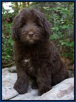 Fanny Deacon pups 8 weeks old 161