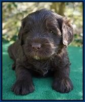 fanny Deacon pups 4 wks old 61