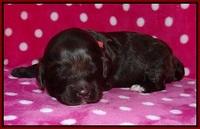 Fanny Deacon pups 2 wks old 61